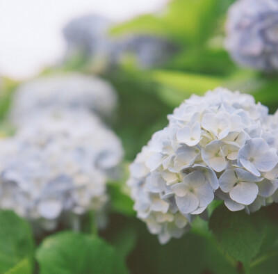 收集   点赞  评论  绣球花 0 3 摘星许愿  发布到  ~花语~ 图片