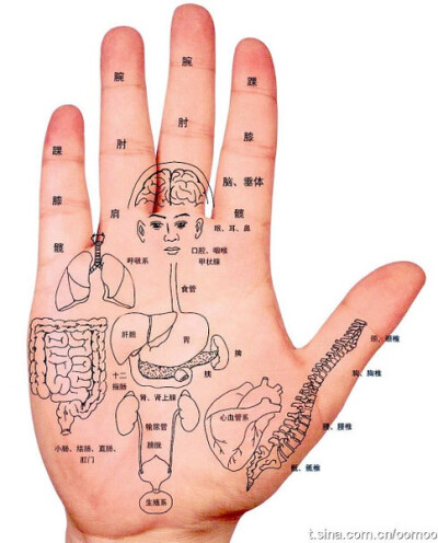 人的手掌与人的全身器官有着千丝万缕的联系