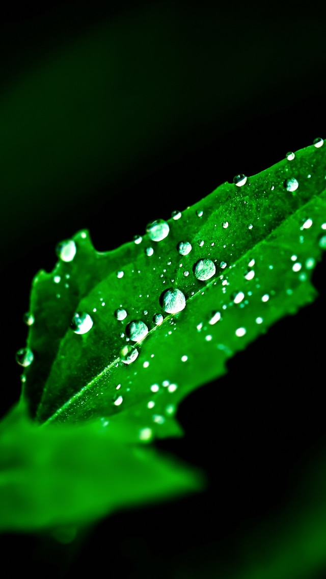 all the little details iphone 5s wallpaper