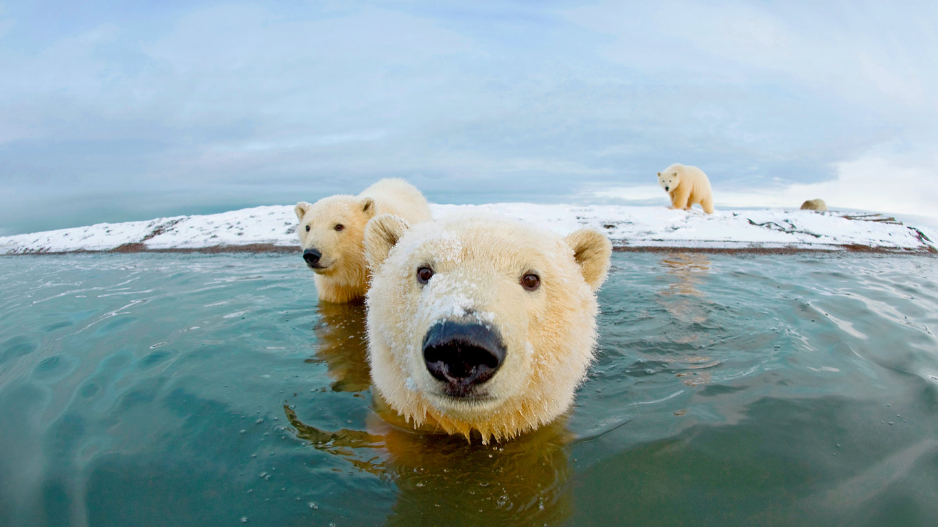 polarbearcub图片