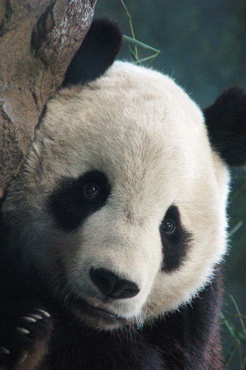 萌物 熊猫 卖萌 黑眼圈