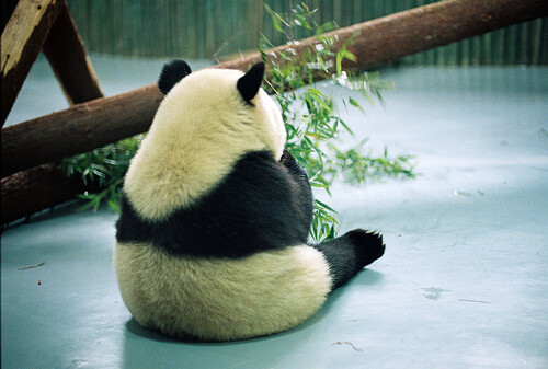 熊猫背影萌图图片