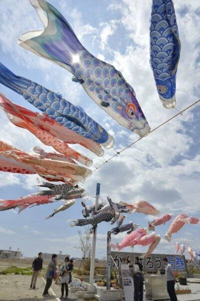 日本各地也都开始刮起的鲤鱼旗,各种颜色的鲤鱼旗随风摆动,已成了当下
