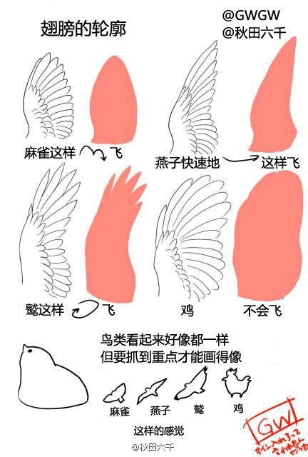 鸟的翅膀结构示意图图片