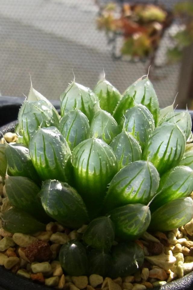 玉露 拉丁名: haworthia cooperi var.
