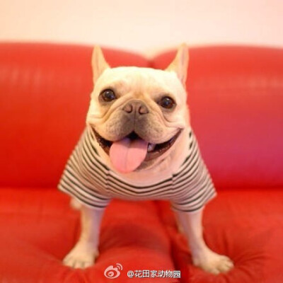 但每次主人下班回来,迎接他的都是一个来自tirol天真烂漫的笑容,顿时