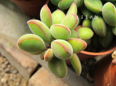 肉孢子多肉铺 若歌诗 多肉植物 防辐射吸甲醛 花卉