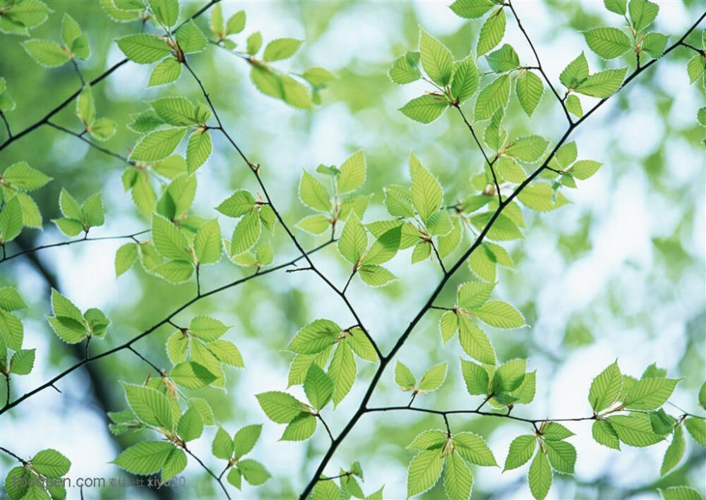 树林风景漂亮的树叶摄影背景桌面壁纸图片素材