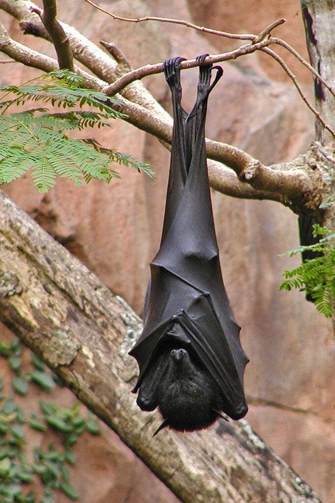 flyingfox