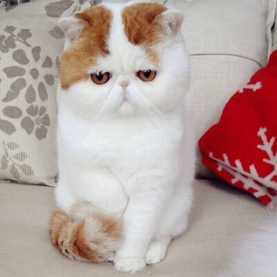 加菲猫 