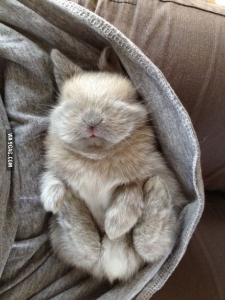 小兔子睡觉的样子图片
