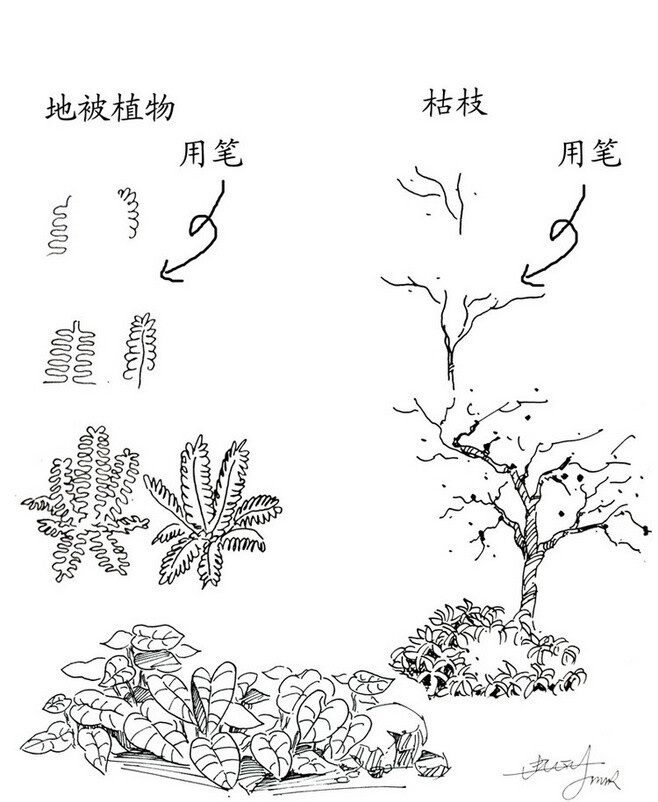 地被植物,枯枝