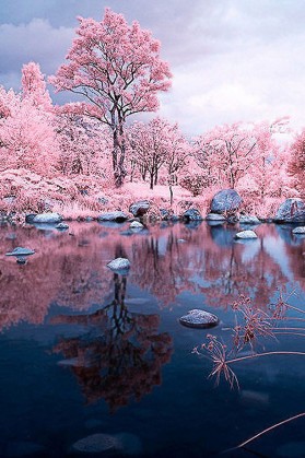 人面桃花