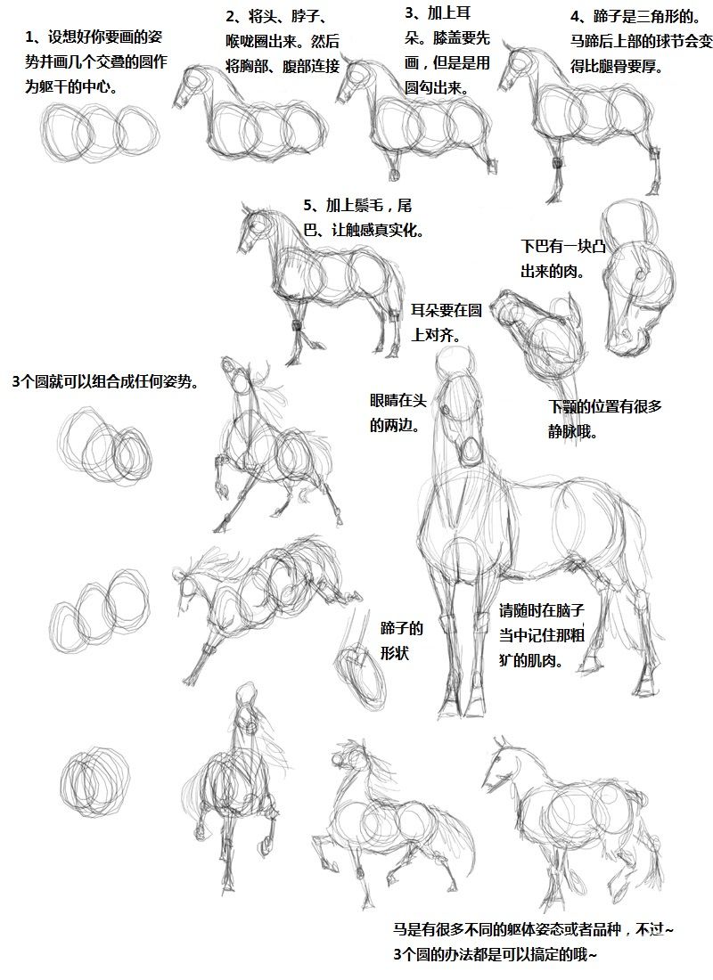 马身体正确比例图图片