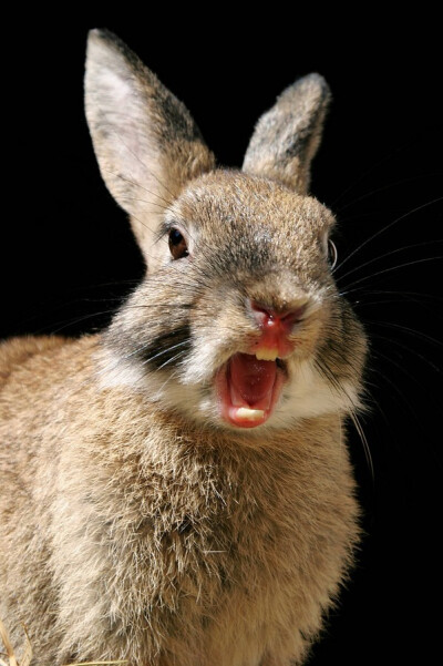 凶狠的兔子图片
