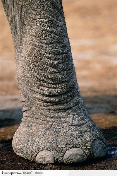 大象腿