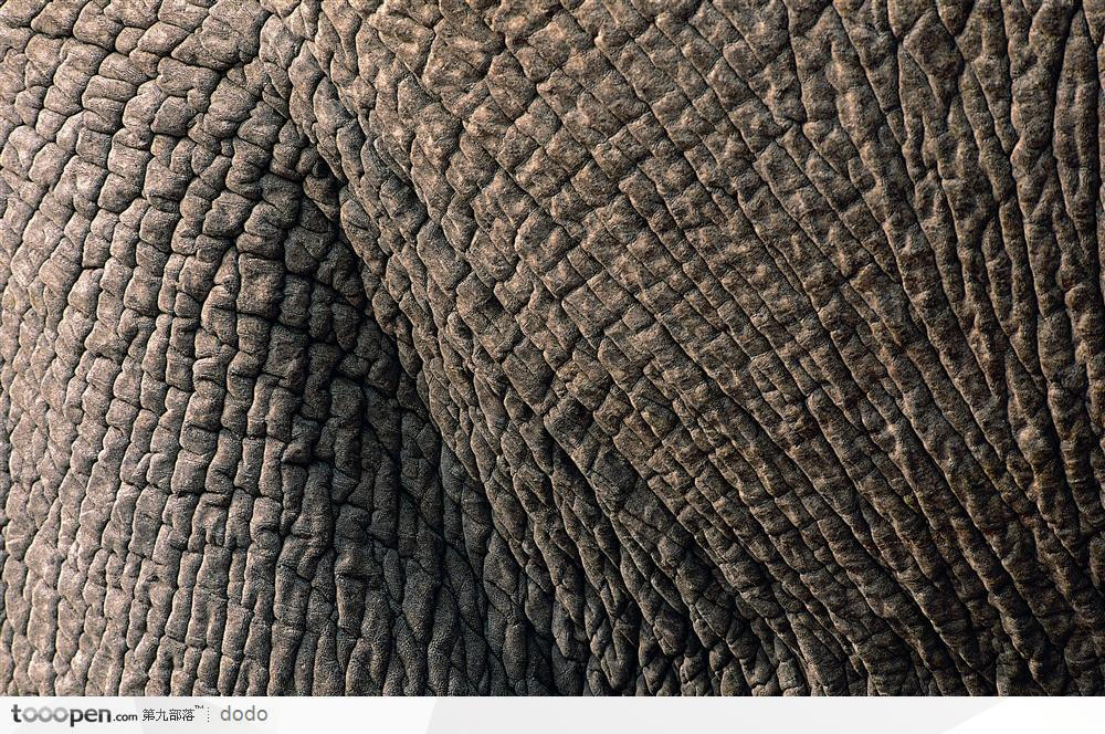 大象皮肤厚度图片