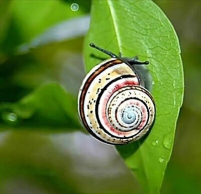 蜗牛