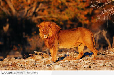 狮子全身照