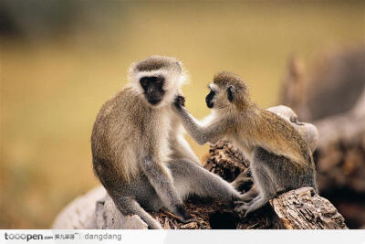 猴子仔给母亲挠痒痒