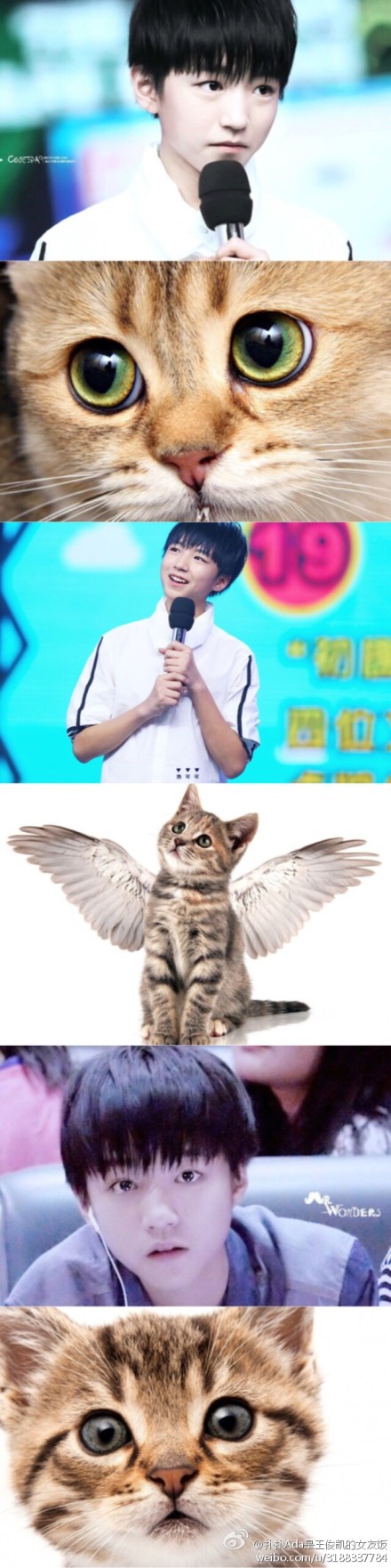 王俊凯王巨可爱小奶猫萌出宇宙