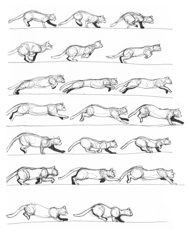 猫跑步动作分解图图片