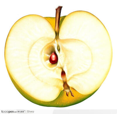 苹果解剖图横切纵切图片