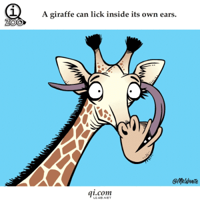 长颈鹿咀嚼动图图片