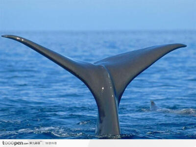 海豚尾鳍图片
