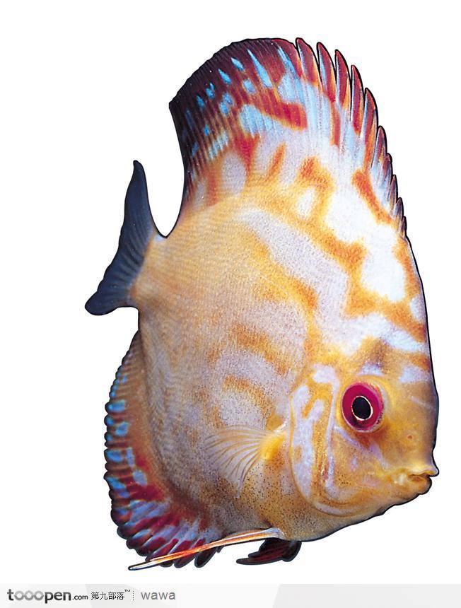 扁扁的热带鱼图片