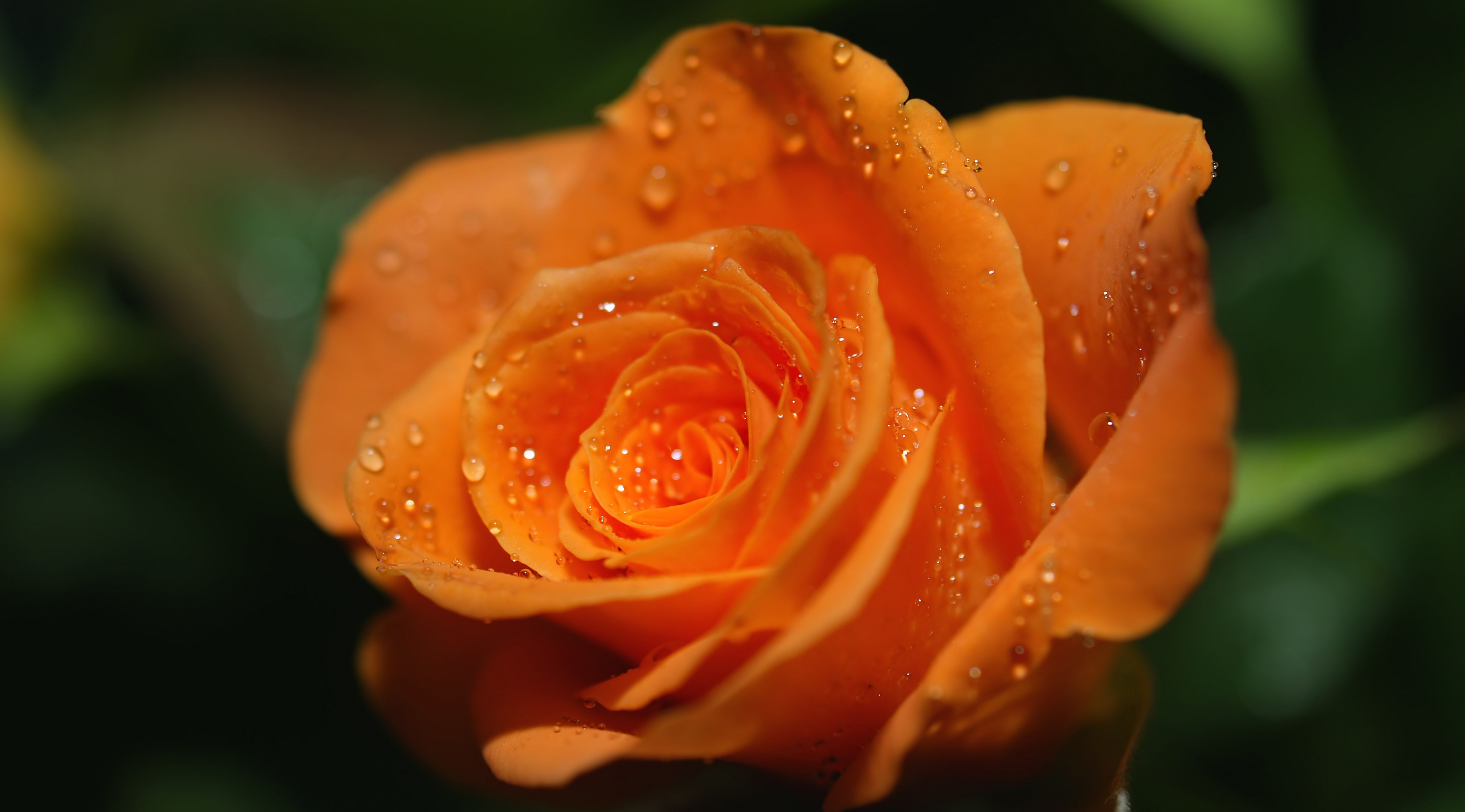 卡曼橘玫瑰花图片
