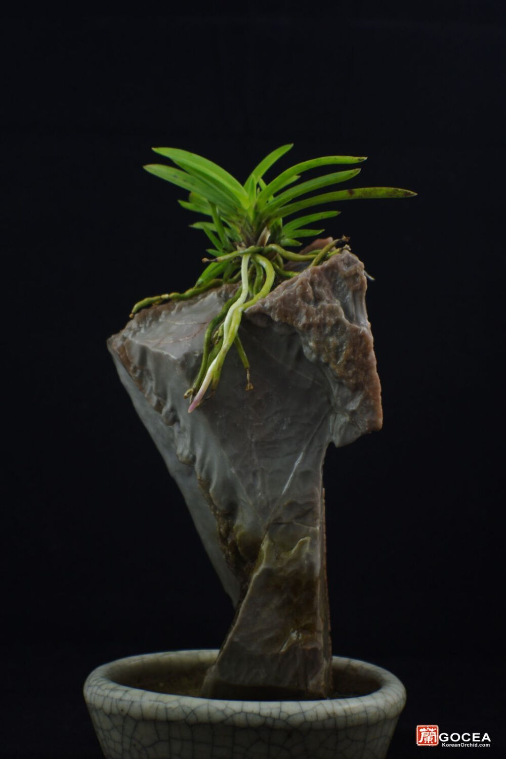 风兰石斛野生兰 - 附石小作 : imgp4614.jpg