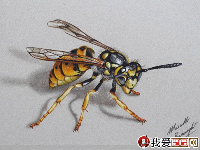 马塞罗巴伦吉逼真彩色铅笔手绘作品-黄蜂