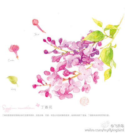 丁香花彩铅画图片