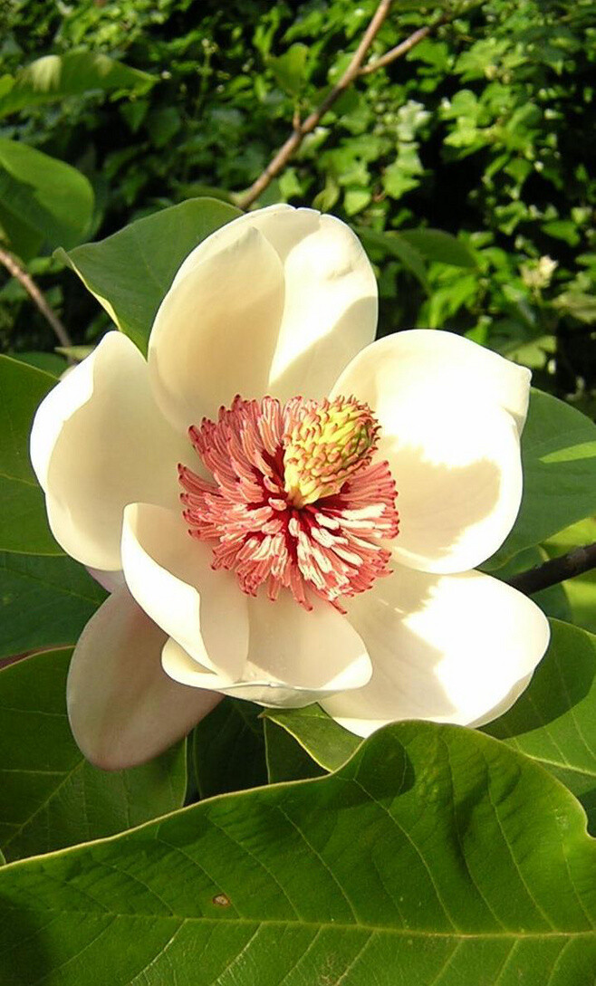 木兰花 