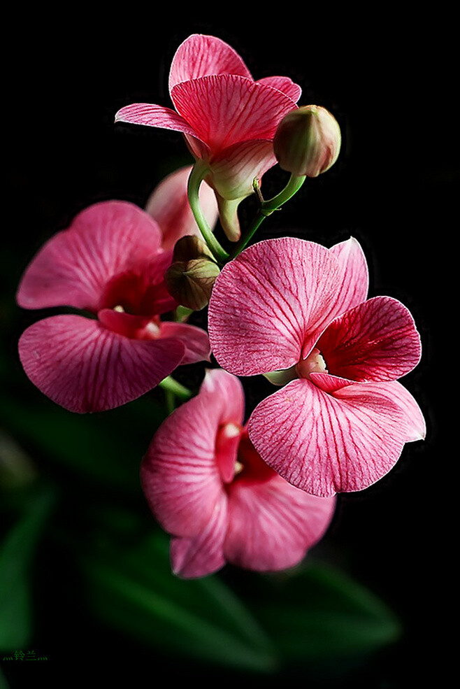 微距# #鲜花# #兰花# - 堆糖,美图壁纸兴趣社区