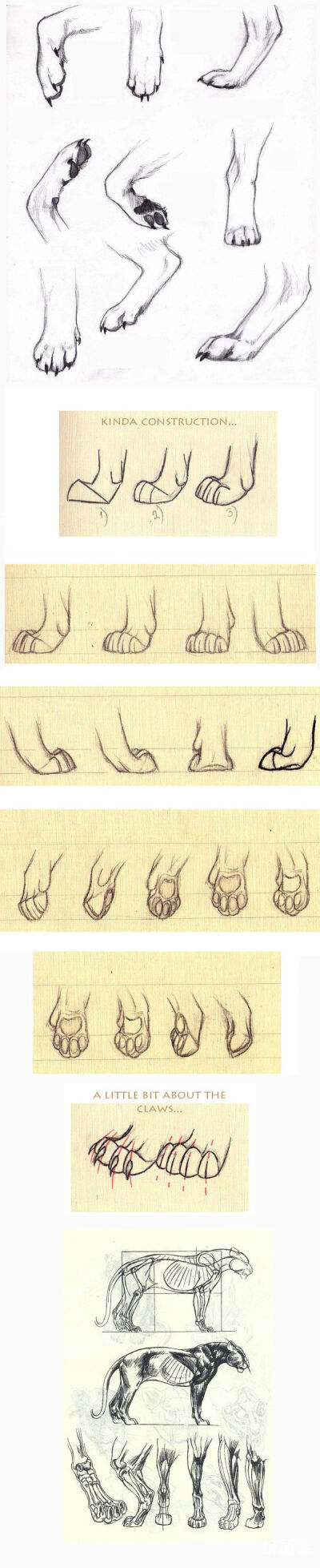 食肉动物的脚部怎么画图片