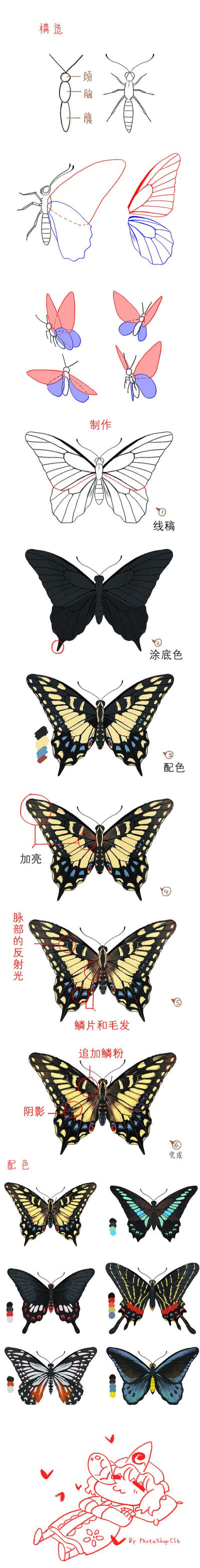 蝴蝶的翅膀结构图片