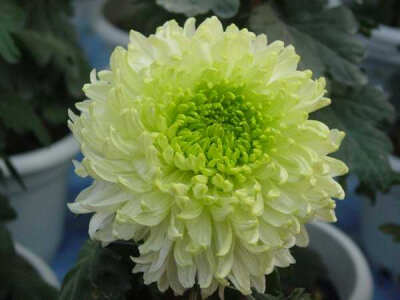 绿牡丹花是芍药型,可以让人联想牡丹,芍药的娇艳容姿