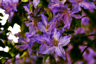 azalea purple by kriterijus