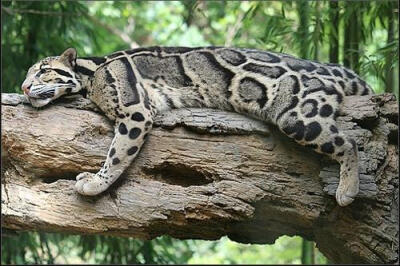 评论 0条  收集   点赞  评论  #家有大猫壁纸#云豹 0 23 stagnateゾ