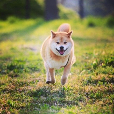 柴犬maru的夏天,让狗狗治愈你.