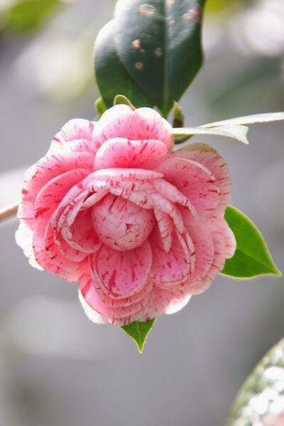 山茶花的花语