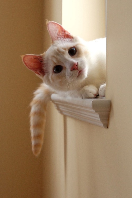 一组好看的猫咪小清新图片,感谢喜欢,么么哒,,萌萌哒, .