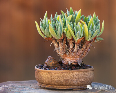 dudleya lanceolata:蓝锁拉塔仙女杯,仙女杯属赏色:kitoi家惊为天人的