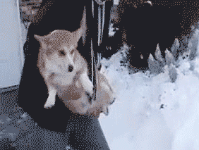 狗冻的发抖GIF图片