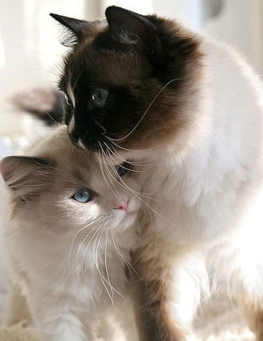 两只猫可爱的图片情侣图片