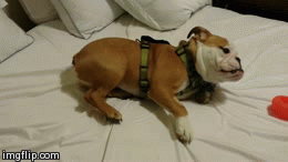 话说,英国斗牛犬应该是蠢萌界智商最高的!没有之一!