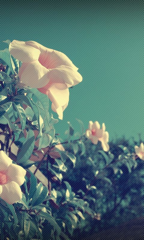   iphone壁纸--phone5壁纸--电脑壁纸- -插画--文字- -动漫- 平铺