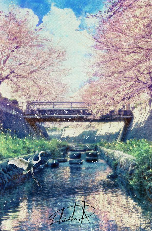 星空樱花手绘插画壁纸桌面 桜流し cr 4109@takashi